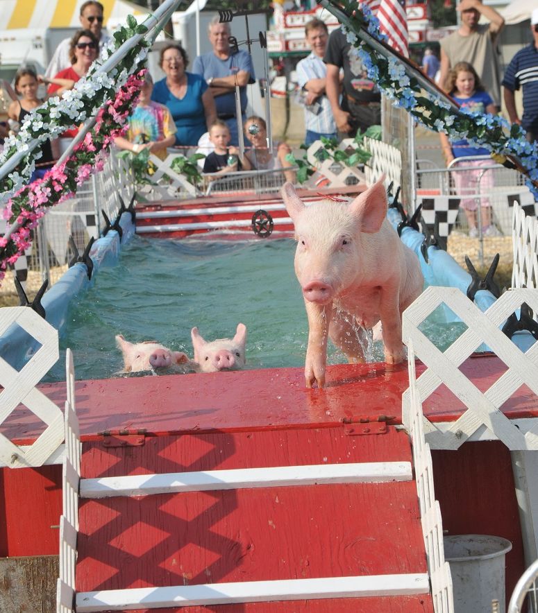 Racing Pigs At Franklin County Fair Greenfield Peter MacDonald