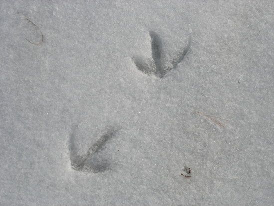 Animal Tracks