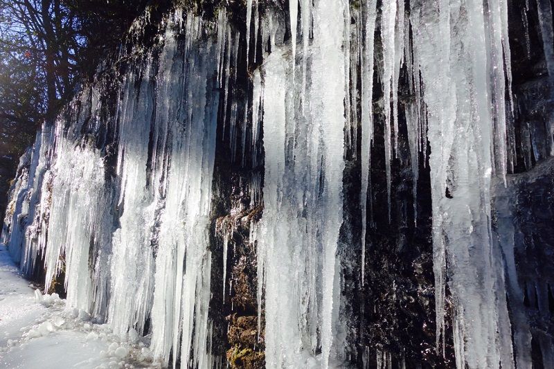 Weeping Wall Poplar Mt Erving Laura Herbert Photo