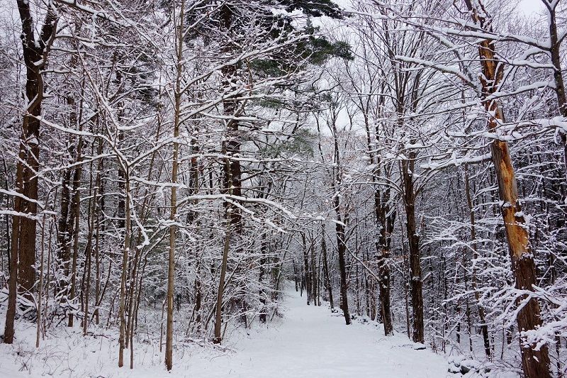 SnowyTrail