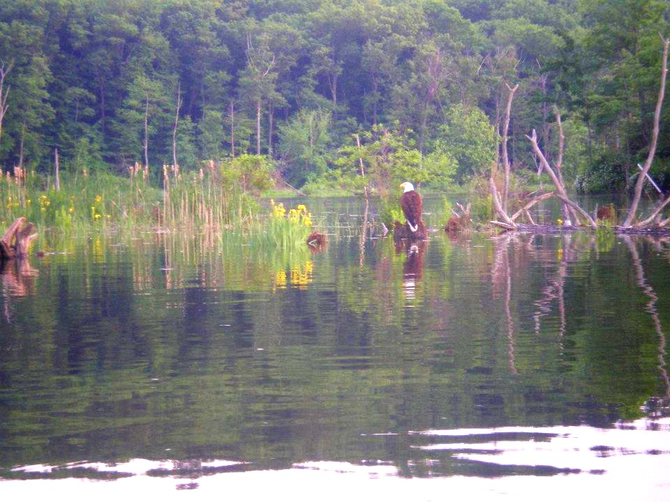 Bald Eagle In Barton Cove