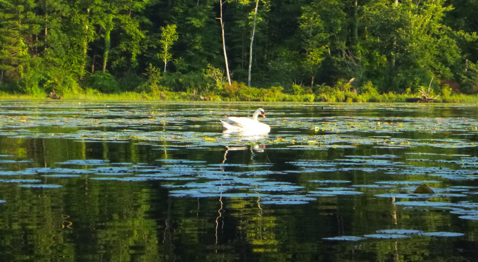 Swan 1